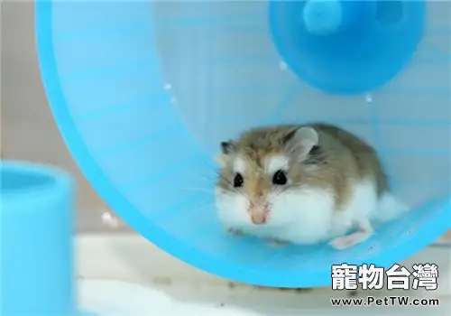 老公公倉鼠的飼養知識(1圖)-寵物台灣