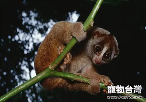 懶猴的品種簡介(1圖)-寵物台灣