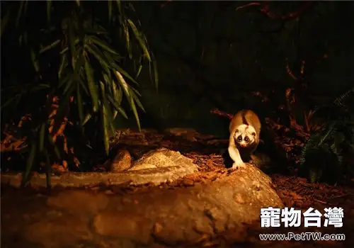 懶猴的形態特徵(1圖)-寵物台灣