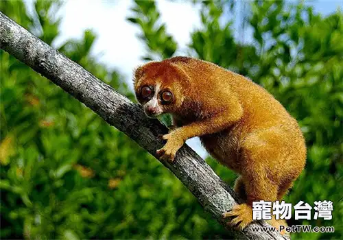 懶猴的生活環境(1圖)-寵物台灣