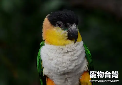 黑頭凱克鸚鵡的餵食要點（1圖）-寵物台灣