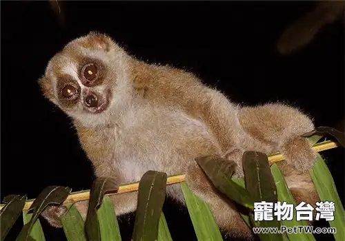 懶猴的飼養知識（1圖）-寵物台灣