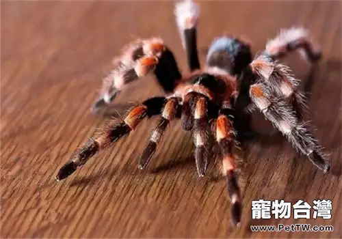 墨西哥火膝頭的生活環境(1圖)-寵物台灣