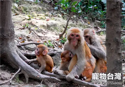 獼猴的品種簡介(1圖)-寵物台灣