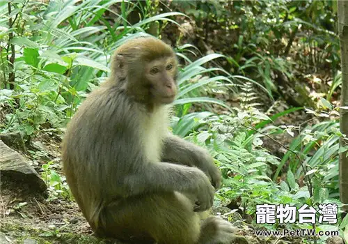 獼猴的形態特徵(1圖)-寵物台灣