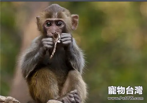 獼猴的生活環境(1圖)-寵物台灣