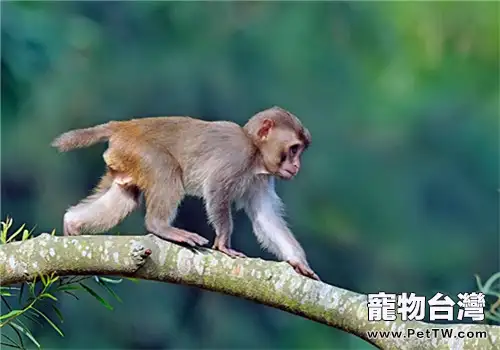 獼猴的飼養知識(1圖)-寵物台灣