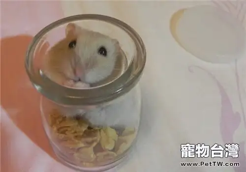 奶茶倉鼠的品種簡介