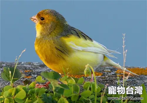 金絲雀的品種簡介(1圖)-寵物台灣