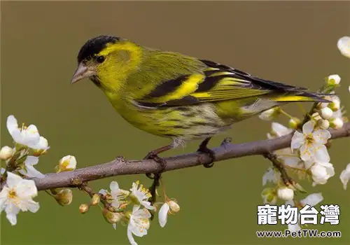 金絲雀的生活環境(1圖)-寵物台灣