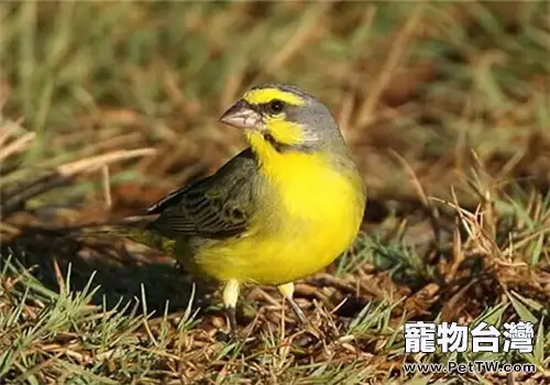金絲雀的餵食要點(1圖)-寵物台灣