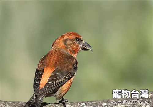 交嘴雀的品種簡介(1圖)-寵物台灣