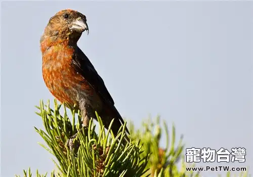 交嘴雀的形態特徵(1圖)-寵物台灣