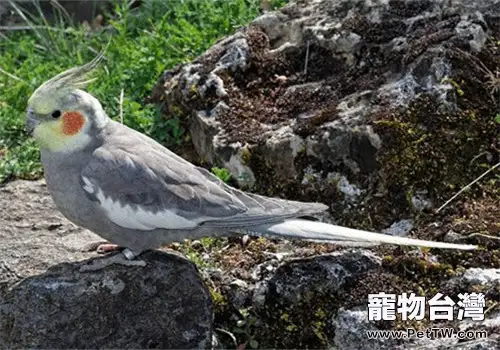 雞尾鸚鵡的形態特徵