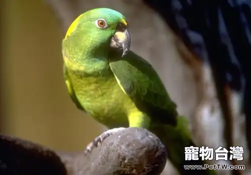 黃頸亞馬遜鸚鵡的生活環境如何