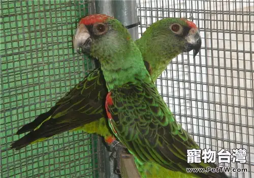 賈丁氏鸚鵡的生活環境(1圖)-寵物台灣