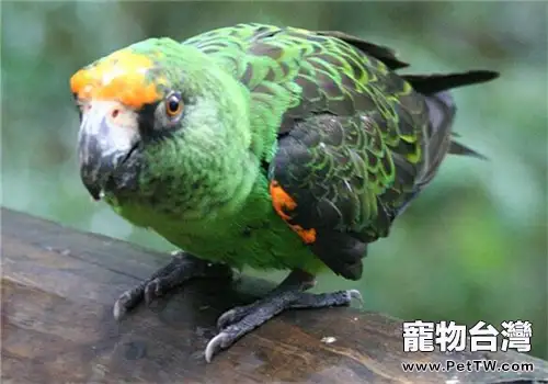 賈丁氏鸚鵡的飼養知識