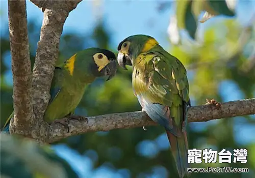 金領金剛鸚鵡的飼養知識