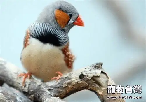 金山珍珠的品種簡介(1圖)-寵物台灣