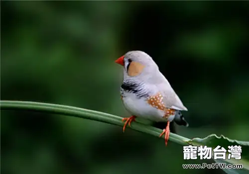 金山珍珠的生活環境(1圖)-寵物台灣