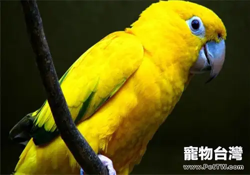 金黃錐尾鸚鵡的形態特徵