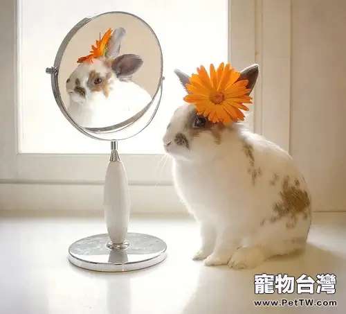 兔兔發情期變化(1圖)-寵物台灣