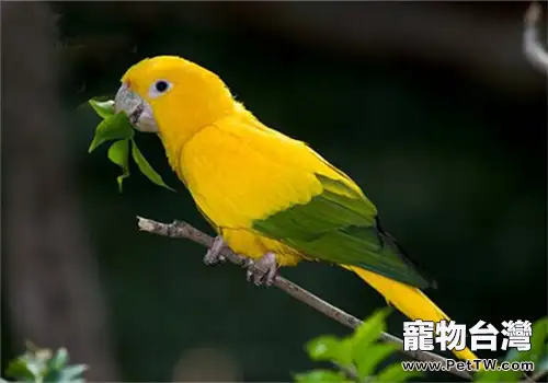 金黃錐尾鸚鵡的生活環境