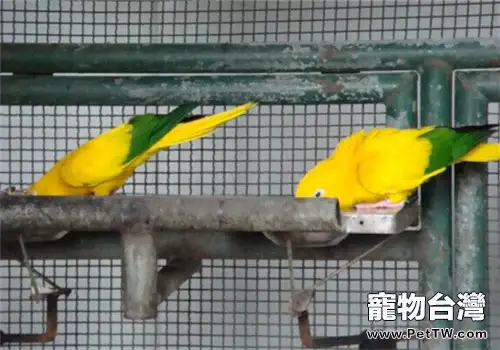 金黃錐尾鸚鵡的飼養知識
