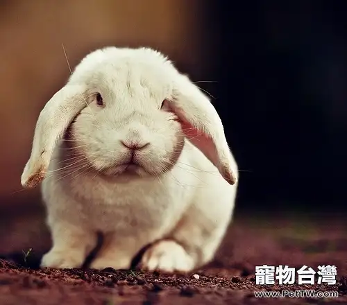 五種秘方讓兔兔長胖