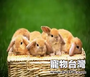 夏季繁育兔兔需要注意的事項