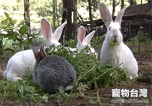 飼養兔子常用的飼料種類（1圖）-寵物台灣