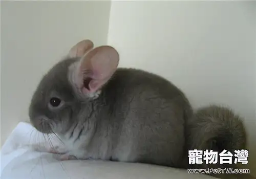 金斑龍貓的飼養知識(1圖)-寵物台灣