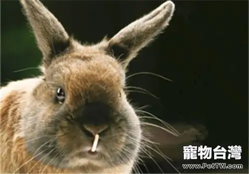 警惕寵物兔牙齒疾病