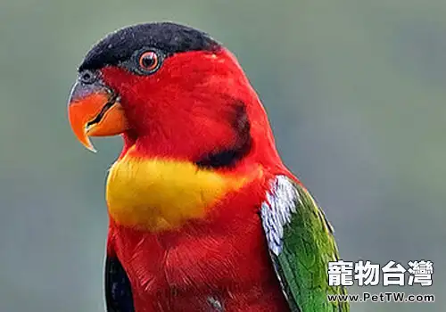 黃領吸蜜鸚鵡品種簡介(1圖)-寵物台灣