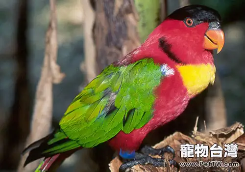 黃領吸蜜鸚鵡的形態特徵如何(1圖)-寵物台灣