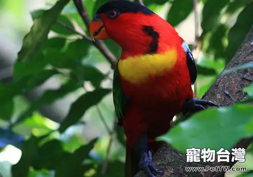 黃領吸蜜鸚鵡的生活環境如何(1圖)-寵物台灣