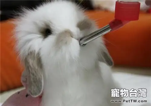 寵物兔飲水要注意的問題