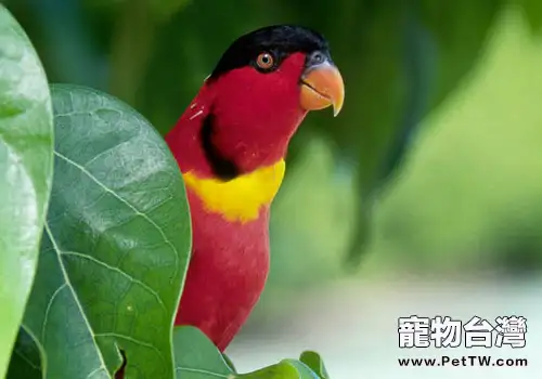 黃領吸蜜鸚鵡的飼養要點(1圖)-寵物台灣