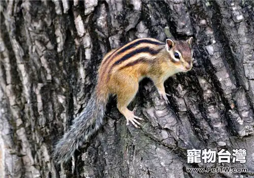 金花鼠的飼養知識