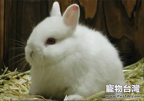 寵物兔非病原性腹瀉的病因及治療建議