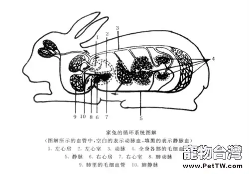 兔子心血管系統小百科