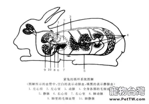 兔子心血管系統小百科(1圖)-寵物台灣