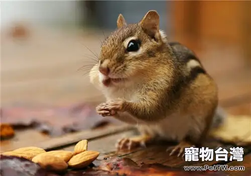 金花鼠的餵食要點