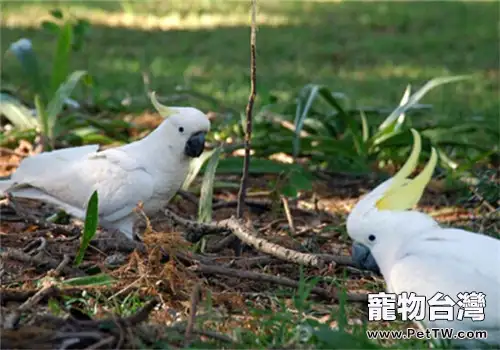 葵花鳳頭鸚鵡的生活環境