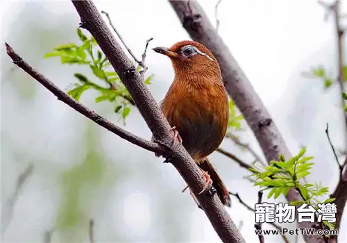 畫眉鳥的品種簡介(1圖)-寵物台灣