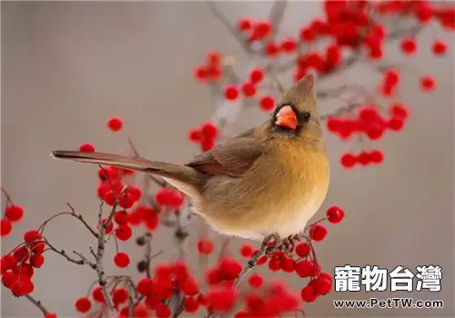 畫眉鳥的飼養知識(1圖)-寵物台灣
