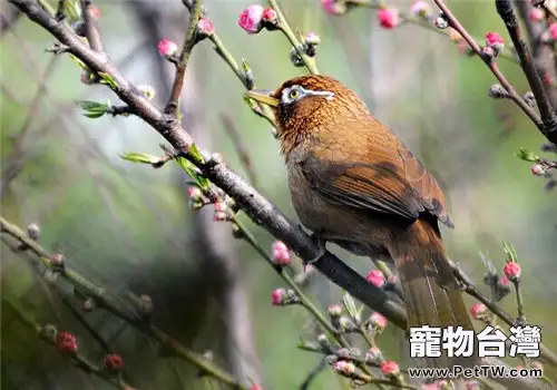 畫眉鳥的餵食要點