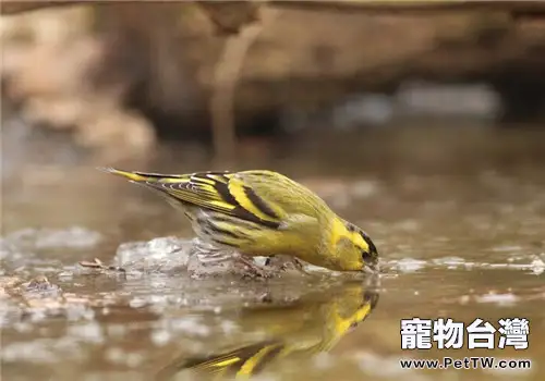 黃雀的品種簡介(1圖)-寵物台灣