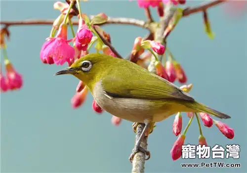 黃雀的形態特徵(1圖)-寵物台灣