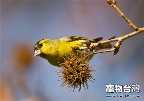 黃雀的飼養知識(1圖)-寵物台灣